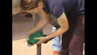 How to poultice a horses foot with AnimalLintex [upl. by Eiramnerual11]