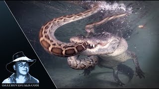 Alligator Attacks Python Underwater 01 [upl. by Evangelia]