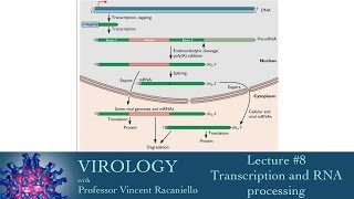 Virology 2014 lecture 8  Transcription and RNA processing [upl. by Kowal565]