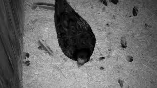 Missouri Turkey Vultures Live Stream [upl. by Enetsirhc]