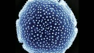 Pollen Fossils Reveal Past Climate [upl. by Tye]