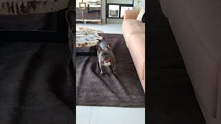 Mr pretender🤣the french bulldogshorts video [upl. by Chuah]