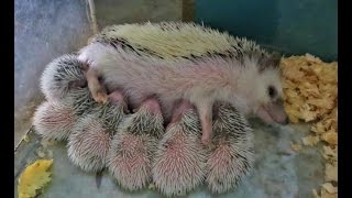 baby hedgehog  baby hedgehog being born  baby hedgehog [upl. by Allard]