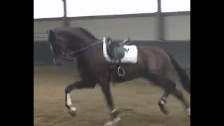 2016 KWPN dressage stallion   Dressurhengst  wwwsporthorsesonlinecom [upl. by Karlik]