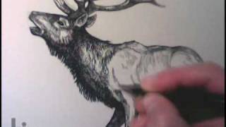 Drawing an Elk by Igor Lukyanov CrossHatching Technique [upl. by Ydoc]