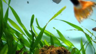 VALLISNERIA PEARLING CO2 boost NO COMMENTARY [upl. by Kenti680]