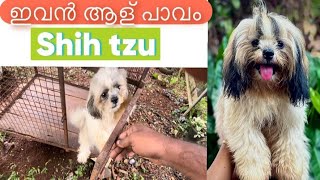 സിംബ ഞങളുടെ cute puppy 🥰 shih tzu 🥰 അടിപൊളി ഒരു pet ആണ് pet pets shihtzu sachume [upl. by Aillicec]