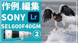 【羅臼】SONY FE 600mm F4 GM OSS SEL600F40GM【オオワシ】作例②とLightroom編集 [upl. by Nysila]