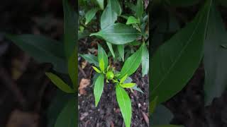 My Frost Proof Gardenia smells amazing [upl. by Dempsey]