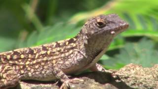 Brown Anole in Hawaii  with red dewlap when excited [upl. by Asiled189]