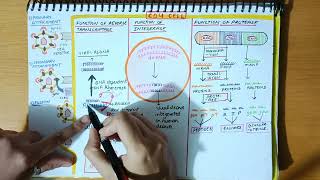 HIV Virus PARTII  Pathogenesis of HIV Virus [upl. by Cirri]