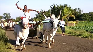 White adult khillari racing bulls at Tungala [upl. by Anawot]