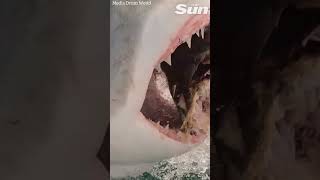 MASSIVE Great White Sharks leaps at fishermans boat shorts 😱🦈 [upl. by Thirzi365]