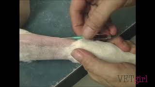 VETgirl Video Intravenous Catheter Tip and Trick with Amy Newfield [upl. by Lindholm]