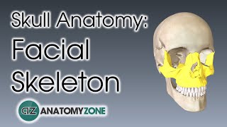 Facial Skeleton  Skull Anatomy [upl. by Schonfield]