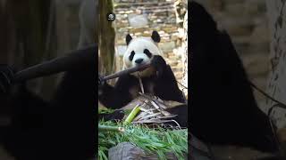 Facts about panda 🐼 youtubeshorts viralvideo viralshorts shorts panda pandafacts pandafamily [upl. by Anatole]