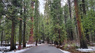 Calaveras Big Trees State Park Arnold California [upl. by Hareehahs]