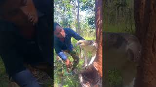 A man meet Eagle on a stump tree at the forest part 05 greattree arboria englishtree wildlife [upl. by Naanac335]