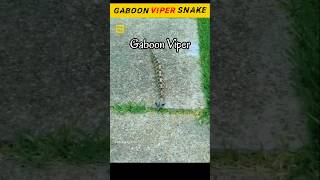 Gaboon Viper Snake shorts gaboonviper facts [upl. by Vanden]