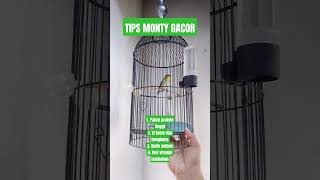 TIPS MONTY GACOR kicaumania pleci kicaumanianusantara plecimonty plecigacor burung [upl. by Lledyr]