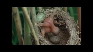 El CuCo Común  Parasitismo en la Naturaleza [upl. by Fabiano447]