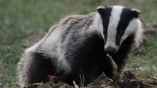 European Badger  Animal of the Week [upl. by Ahsatak]