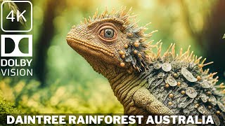 Daintree Rainforest Australia  Documentary in 4K  Queensland  Original Documentary [upl. by Calesta]