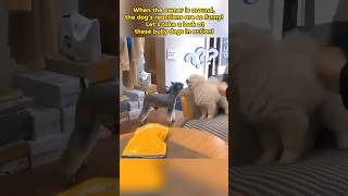 When the owner is around the dogs reactions are so funnyshorts shortvideo funny dog cute [upl. by Trinia]