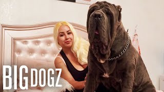 Ambush The 180lbs Neapolitan Mastiff  BIG DOGZ [upl. by Islean]