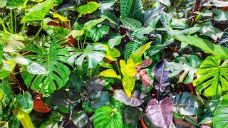 Rare Philodendron Plant Varieties Collection [upl. by Eatnuhs66]