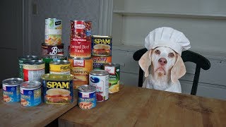 Chef Dog Makes Canned Food Casserole Funny Dog Maymo [upl. by Aisatnaf]