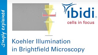 Koehler Illumination in Brightfield Microscopy [upl. by Addiego]