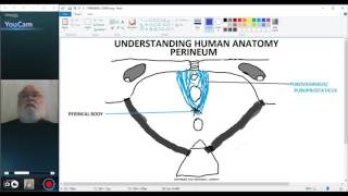 UNDERSTANDING HUMAN ANATOMYPERINEUM PART 2 [upl. by Amekahs]