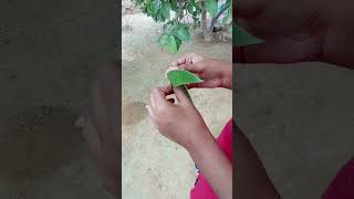 how to make mini bag😳 in mango leaf 🌿😱madhav shorts [upl. by Anig]