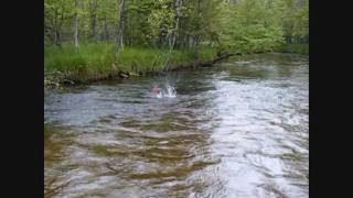 Fly fishing in northern Michigan for giant trout [upl. by Euqinomad]