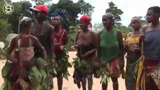 Unveiling Congo Pygmies dancing learn more pygmies tribes congopygmies [upl. by Ring625]