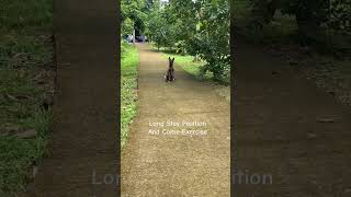 Belgian Malinois Training dogtraining hernandogworldtv [upl. by Eustashe]