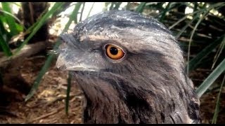 Tawny Frogmouth Owl  Bird feeding [upl. by Mirabel494]