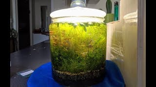 Jarrarium 12 Month update Nano shrimp tank No CO2 No Ferts No food Walstad Method [upl. by Haldan]