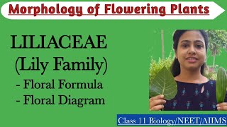 Liliaceae Lily Family  Floral formula and floral diagram Economic importance of Liliaceae family [upl. by Aynik485]