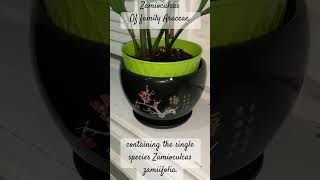 Zamioculcas Of family Araceae containing the single species Zamioculcas zamiifolia [upl. by Octavian]