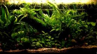 kosturs low tech aquarium [upl. by Erasmus]