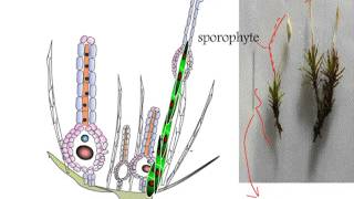 Bryophyta Pogonatum Life Cycle [upl. by Dressler]