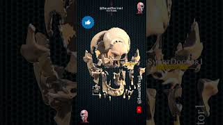 The human skull as you have never seen it before ⚡ [upl. by Reube]