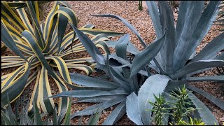 Big Agave Project at the Potawatomi Conservatories and Succulents on the Windowsill Tour [upl. by Oran785]