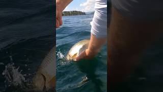 Lake whitefish bite in Montana bluecreekoutdoors outdoors fishing fish lake whitefish [upl. by Siobhan]