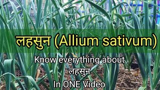 लहसुन Allium sativum  Ayurvedic Medicine  Dravyagun  BAMS2NDYEAR [upl. by Anallij]