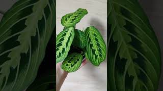 Маранта Lemon Lime комнатныерастения houseplants маранта maranta [upl. by Arnold]