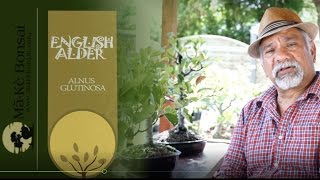 131 Alnus glutinosa  English Alder make very easy Bonsai Trees for Beginners [upl. by Acino]