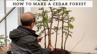 How to Make a Cedar Forest [upl. by Isyak]